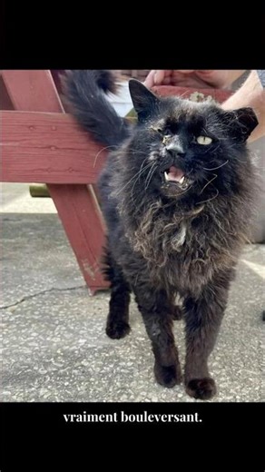 Abandoned and unrecognizable, this senior cat has been completely reborn ❤️@Miaou59 #Cat #AnimalR...