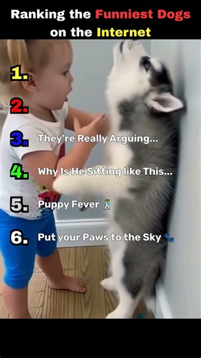 Funniest dogs on the internet 😂🐶 #shorts #dogs #funny #viral #dog #funnydogs #pets #youtubeshorts