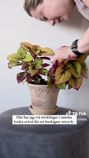 Skapa Buskigt Palettblad med Enkla Tips