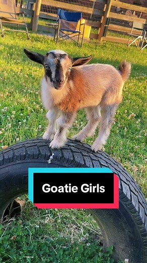 Plot twist, I didn’t make it back to the goat pen until it was dark😂🐐🩷