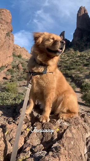 Golden Retriever Chow Chow Mix: 12 Months of Cuteness
