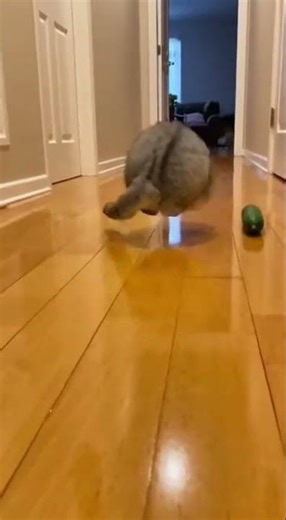 Funny Cat vs. Cucumber! 😂🌿 #cat #funnycat #cucumber #catvsalligator