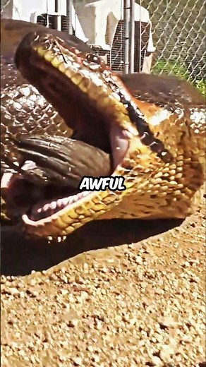 Huge Snake Eats Him While Drunk 😳