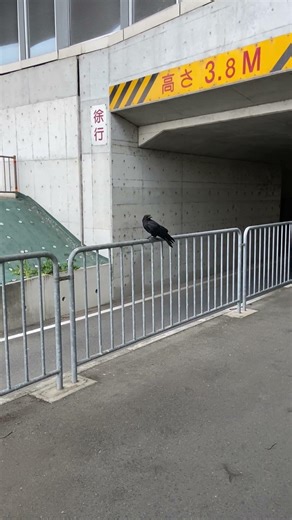 この時期カラスをよく見る😊