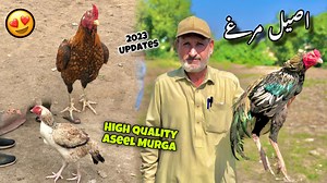 80K views · 7.3K reactions | Aseel Murgha Mandi Peshawar Updates 2023 | Aseel Murgha Ki Pehchan | Khyber Social Tv | Syed Ali Hazrat Bacha | Facebook