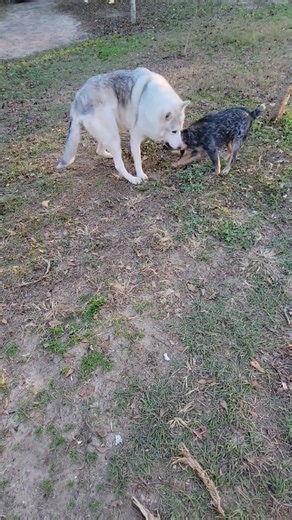 heeler herding wolf #blue #blueheeler #cute #wolf #heeler #viral #messi #alabama #puppy #play #hp #a