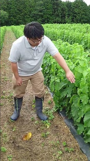 【ホオズキ】産地より動画をいただきました！【JAみなみ信州】#Shorts