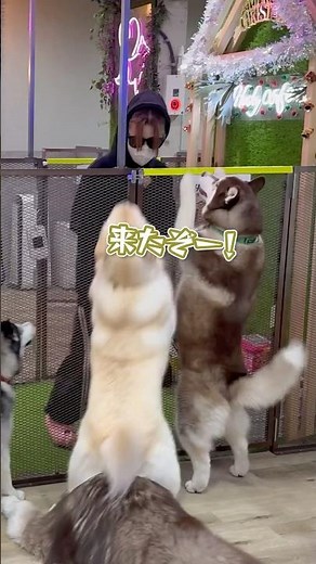 I went in dressed as a suspicious person and the Huskies' reaction was unexpected 😳 #husky #large...