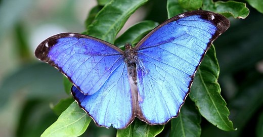 Discover 8 of the Most Unique Butterflies in the World