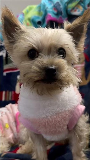 LOVE 🥰 #beautiful #puppy #cute #morkie #dog #fun #pets #happy #love