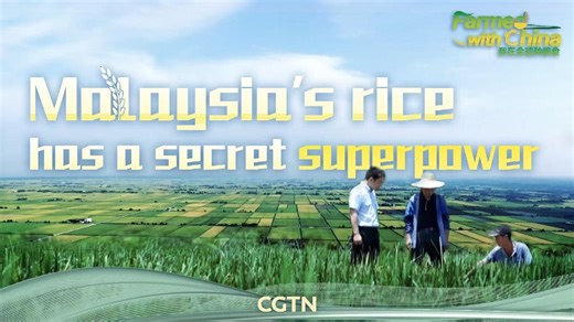 Farmed with China: Malaysia's rice has a secret superpower