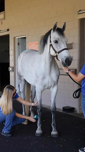 Laser Therapy operates by directing specific wavelengths of light onto the body; it stimulates cellular activity, encouraging the body’s natural healing mechanisms. This non-invasive, painless treatment offers a multitude of benefits, making it an invaluable tool in the rehabilitation and maintenance of equine health. #horsetherapy #ocalahorse #ocala #horselaser #horserehab | Equine Performance Innovative Center: EPIC