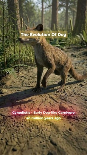 The Evolution of Dogs 🐺➡️🐕