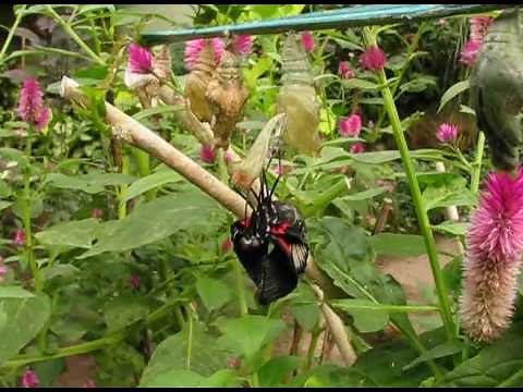 Eclosion d'une chrysalide de papillon