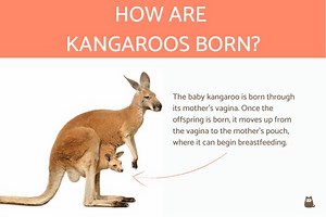 How Are Kangaroos Born? - Explanation and Video!