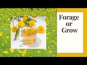 Dandelion: Nutritious Dishes and Herbal Health Benefits
