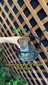 91K views · 1.1K reactions | Rose cutting propagation | Ramos Mark | Facebook