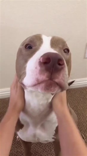 Instant Mood Boosting Funny Dog Compilation