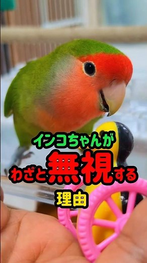 Reasons why parakeets deliberately ignore you: Common parakeet behaviors