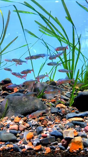 9.3K views · 2.8K reactions | Cyprinella lutrensis – the Red Shiner:...