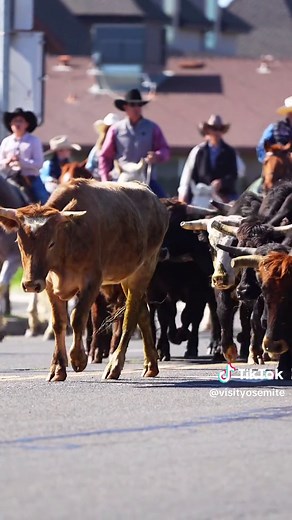 A Madera County tradition that never gets old. 🐂🤠 Today the streets of Chowchilla filled with cowboys, horses, and a herd of cattle for the annual cattle stampede down Main Street. What started in 1958 continues today as one of the few public cattle drives left in the country, celebrating the region’s deep agricultural roots and Western heritage. From the sound of hooves on pavement to the crowd lining the streets, it’s a reminder of the history and traditions that still bring this community t