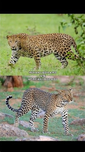 Indian Leopard vs African Leopard |#animals