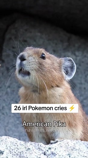 POV: Spamming the Pokemon Cries in the Pokedex 😂🎶⚡ #pokemon #animalsounds #animalcries #pokemoncries #irlpokemon #pika