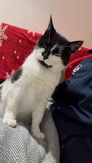 350 days in care 🐈‍⬛️📢 Poor Tilly has been with us far too long and we just cannot understand why. Sadly we do find that middle aged cats do spend the longest time with us, she is 13 but has lots of time to go yet ! Can you give her a chance ? Please email us at enquiries@glasgow.cats.org.uk or apply via our website 🙏 | Scotland Cat Centre