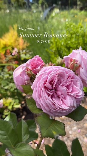 “Second season and fantastic! ⭐️⭐️⭐️⭐️⭐️ “This is one of the best roses I’ve grown. Most roses don’t do well in the very hot summer weather we get near Philadelphia. This is growing in partial sun (4 hours at most). Very disease resistant during the first season, fantastic fragrance, and a large bloom/petal count already on a very young plant.” - Ron #rosegarden #homegarden #gardeninspirations #romanticroses #pinkflowers | Heirloom Roses