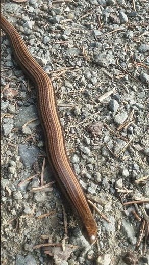 Blindschleichen sind Echsen. #echse #blindschleiche #natur #sonnenbedarf