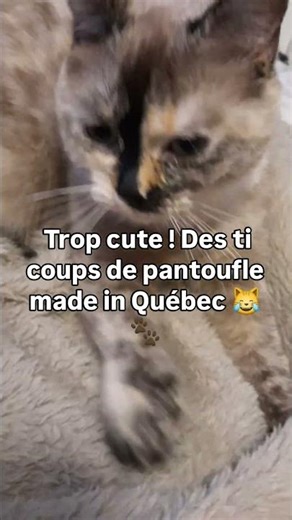 Timine le chat 🐱 fait des ti coups de pantoufle trop cute