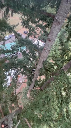 Trimming with a buddy! STS | Sutherland Tree Specialist LLC