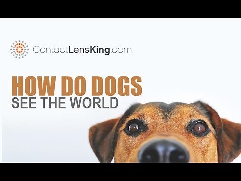 How Dogs See the World | Are Dogs Color Blind | Visual Acuity of Dogs | How Dogs See at Night