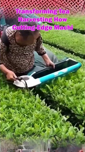 Modern Tea Harvesting Technology Is Changing Everything #TeaFarming #Agriculture