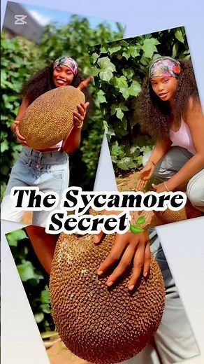 The Sycamore Fruit: A Small Fruit With Big Wellness Power🍃