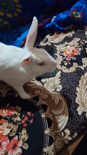 little rabbit playing and running#subscribe#like#short pls subscribe