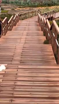 77K views · 1.5K reactions | This pup jumping the stairs in the most hilarious yet cutest way ever! | Rumble | Facebook
