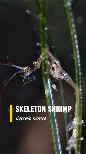 SKELETON SHRIMP. Underwater video. Philippines.