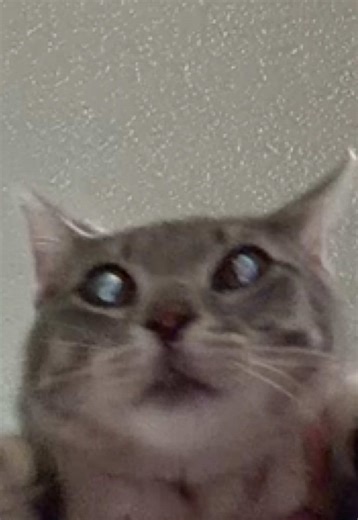 #catsoftiktok #cat | cats