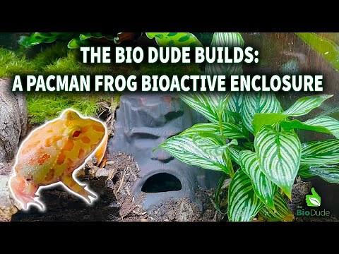Creating a Bioactive Enclosure for a Pacman Frog