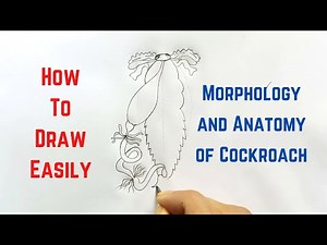 How to draw Alimentary Canal of Cockroach in easy steps : ncert class 11 : CBSE Biology
