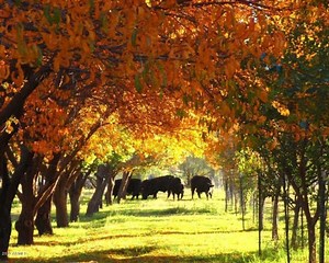 At $25Million, The O.X Ranch Is the (2nd) Most Expensive Real Estate Listing in Arizona.