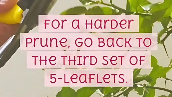 How to prune roses in the fall quick tips!
