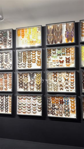 Floating through Butterfly World 🦋✨ Exotic butterflies everywhere, insanely beautiful flowers, and the cutest birds. Absolute magic… then the big zoo got super spooky 👀😂 10/10 experience! #butterflies🦋 #southflorida #nature #Travel #bug