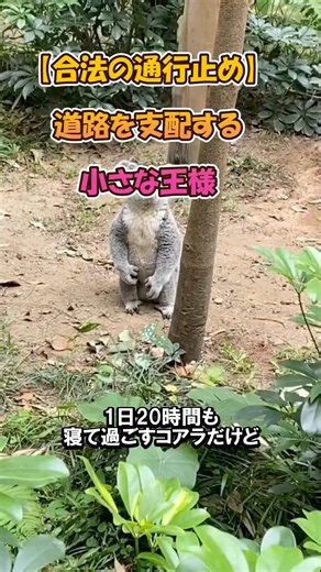 【The Ultimate Koala Privilege】 A Kind World Where Causing Massive Traffic Jams is Always Forgiven...
