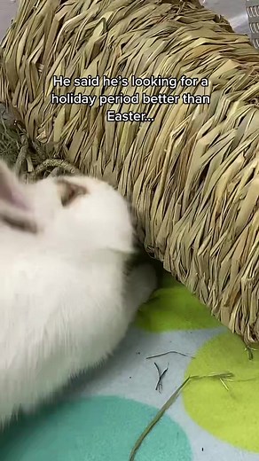 We have this debate all the time. I say Christmas, he says Easter.