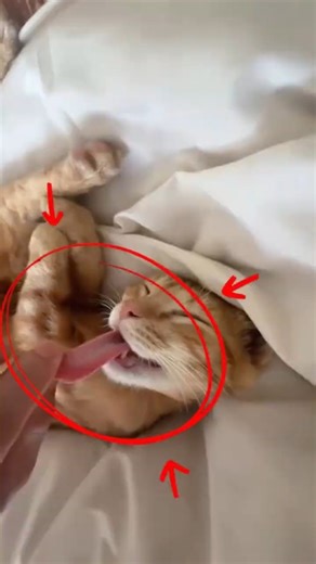Kawaii Cat Nap Compilation 🐾💗 The Cutest Sleeping Positions Ever! #shorts
