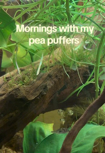 Pea Puffers in a Happy Community Tank