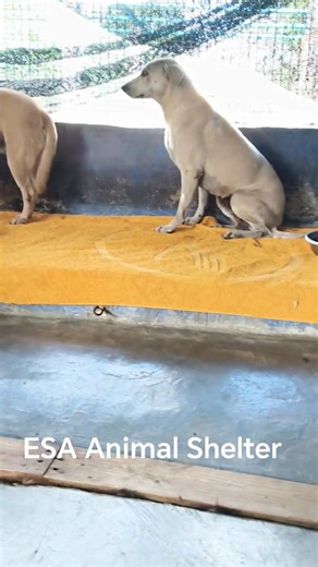 ESA Animal Shelter: These 3, formerly strays, came to ESA about a fortnight ago. Now they don't have to scavenge the rubbish for food. Could quench their thirst effortlessly. Sleep peacefully. Have humans to clean after them. All because ESA exists. And ESA exists because of you kind people. Inviting Christmas meal sponsorships. It's $750/- to sponsor. Pls include our dogs in your celebrations. | ESA Animal Shelter