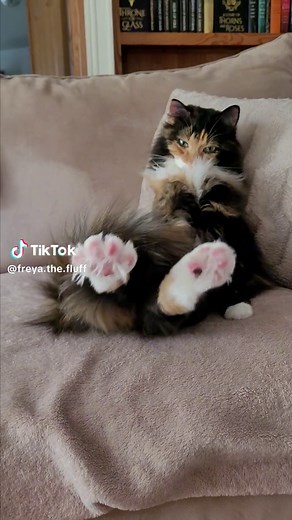 Sit Like a Human! Funny Cat Videos and Cute Cats on TikTok